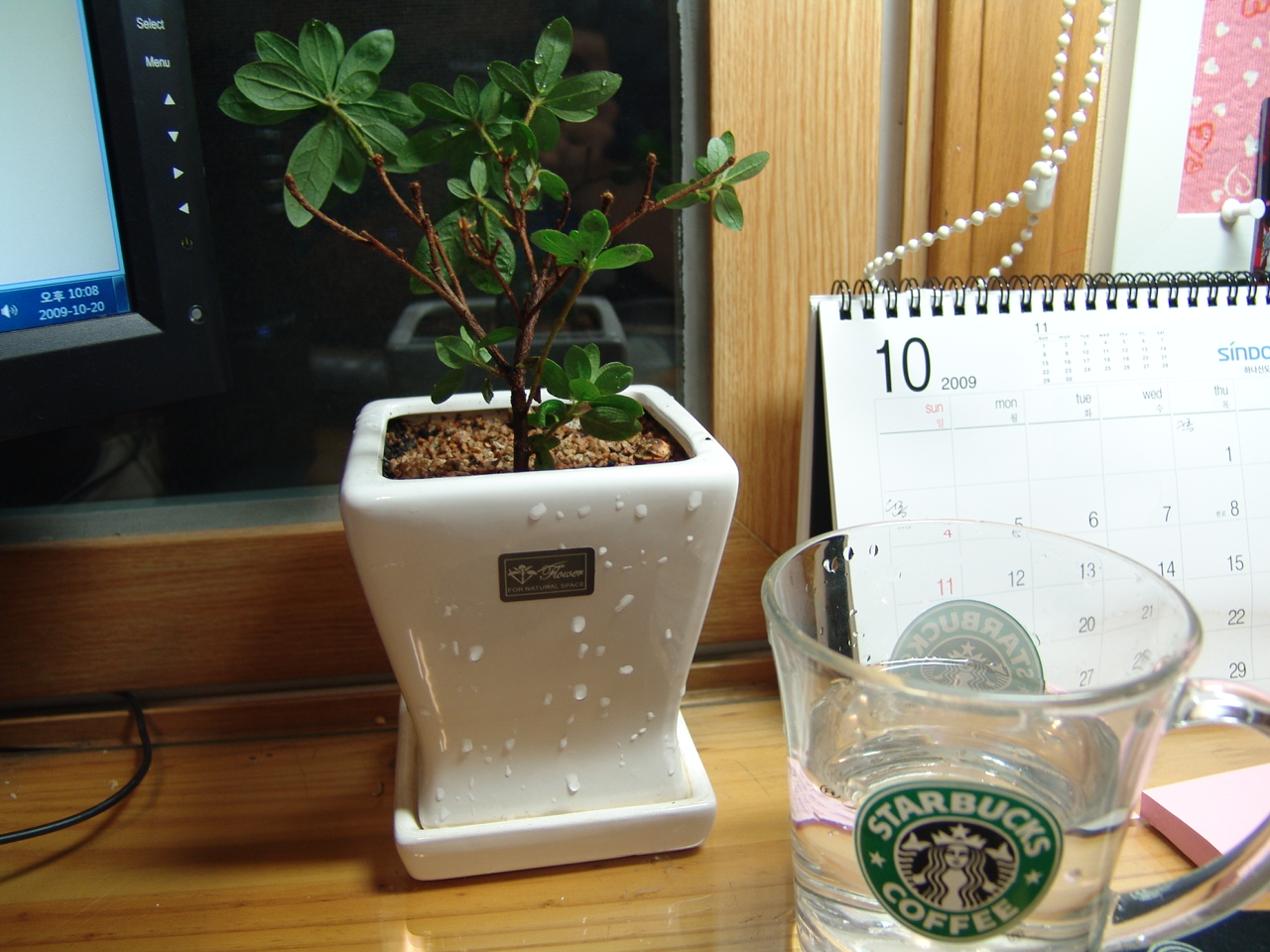 처음 가꾸는 화분