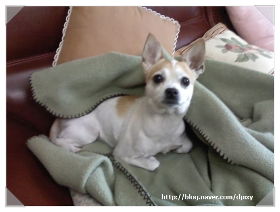 다롱이의 죽음.. 그리고 수의사들에게 말한다.