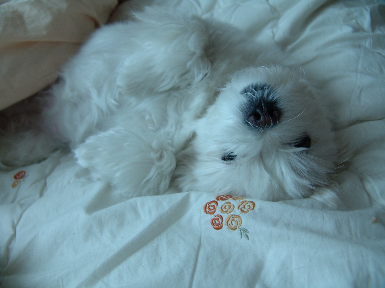 우리집 너무나도 사랑스런 딸기